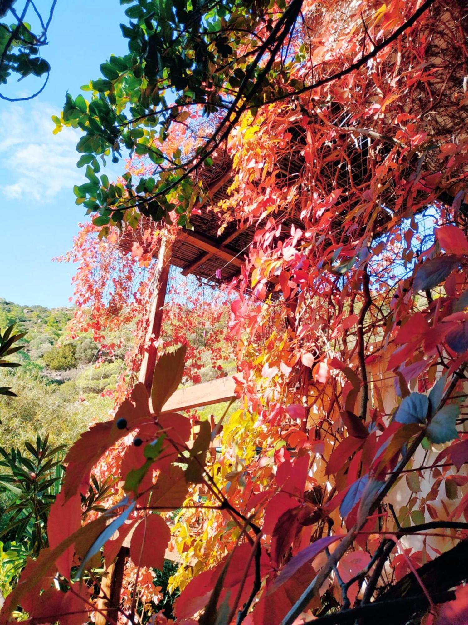 Oleander'S Garden Traditional Cretan Cottage 费马 外观 照片
