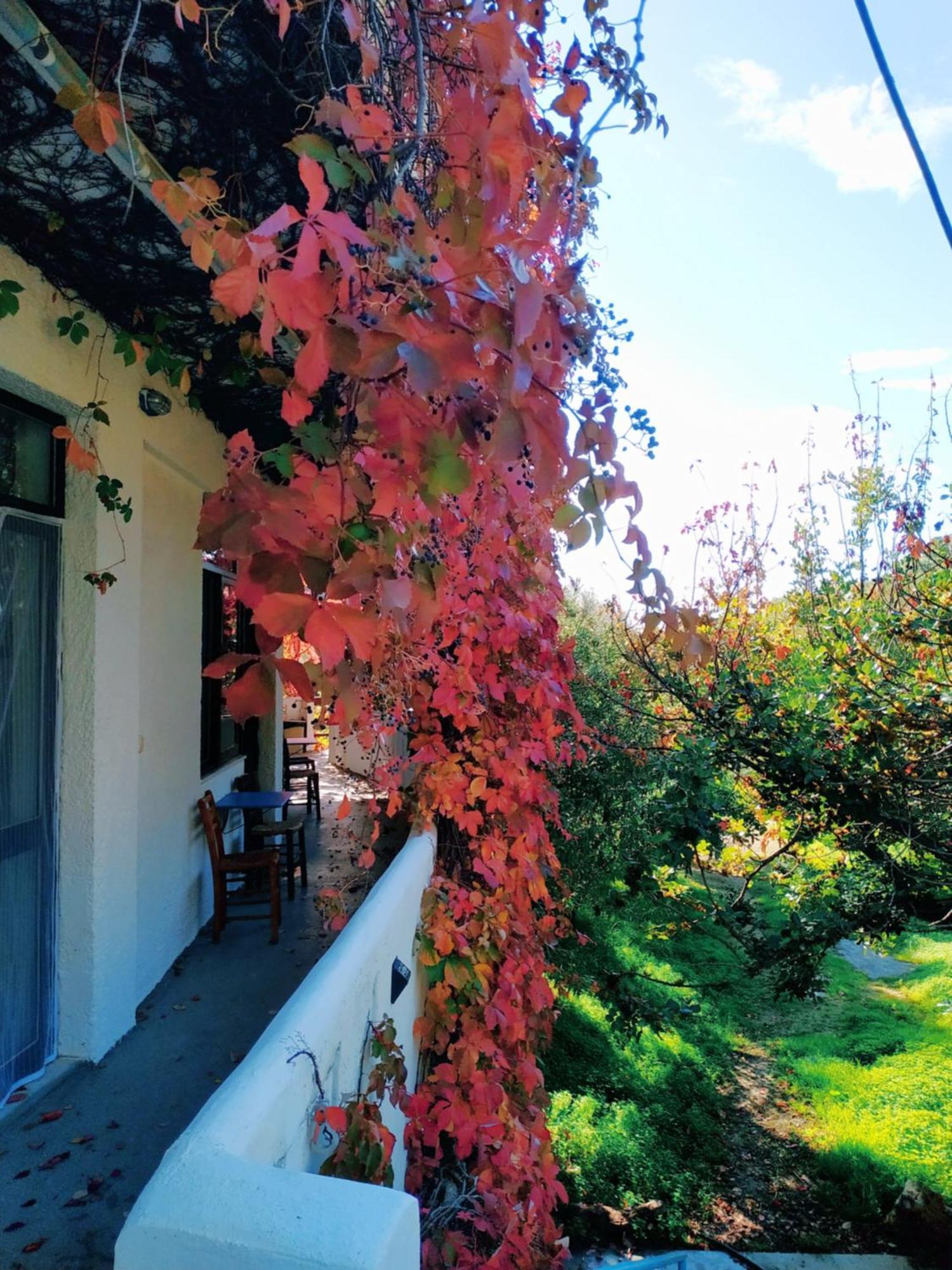 Oleander'S Garden Traditional Cretan Cottage 费马 外观 照片
